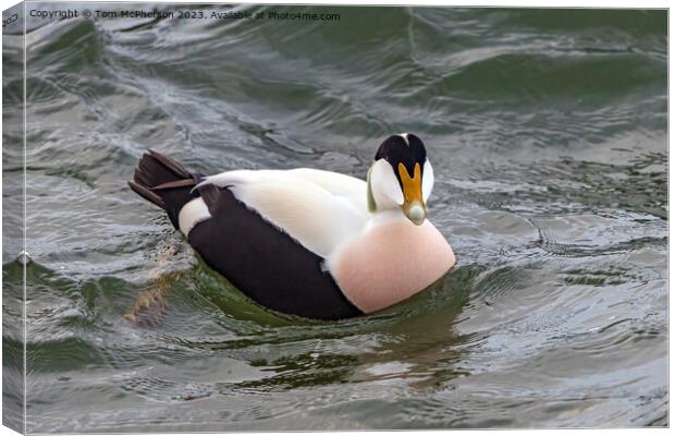 Common Eider Duck Canvas Print by Tom McPherson