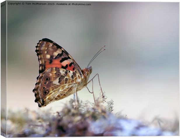 Painted Lady  Canvas Print by Tom McPherson