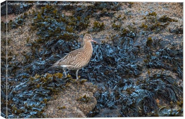 Curlew Canvas Print by Tom McPherson