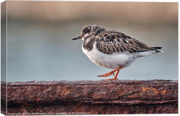 Turnstone Burghead Harbour Canvas Print by Tom McPherson