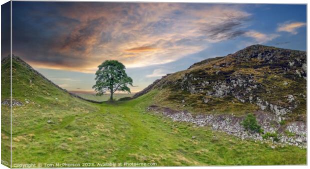 Iconic Sycamore Gap Canvas Print by Tom McPherson