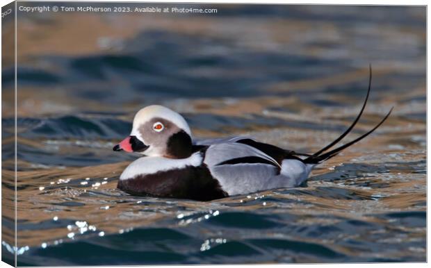 Long-Tailed Duck Canvas Print by Tom McPherson