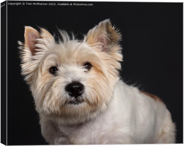  West Highland White Terrier Canvas Print by Tom McPherson