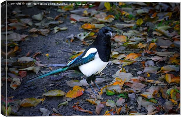 Magpie Canvas Print by Tom McPherson