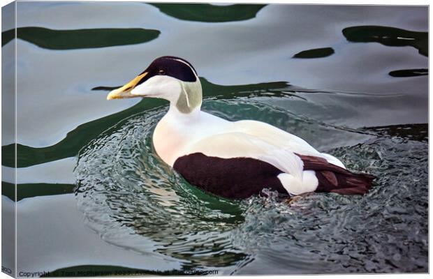 Common Eider Duck Canvas Print by Tom McPherson