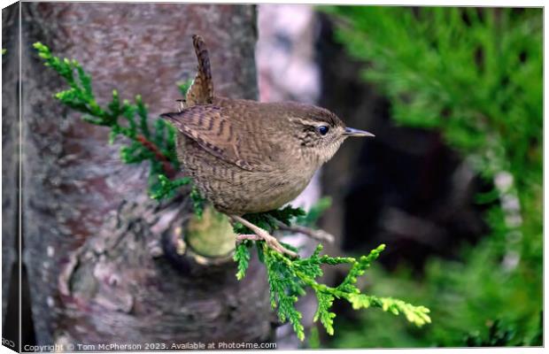 Jenny Wren Canvas Print by Tom McPherson