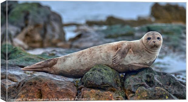 Grey Seal Pup Resting Canvas Print by Tom McPherson