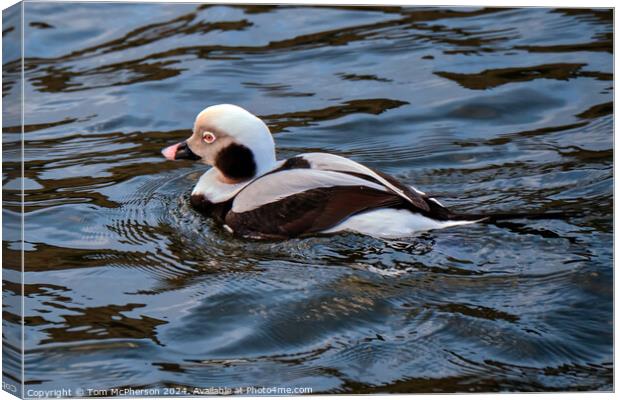 The long-tailed duck Canvas Print by Tom McPherson