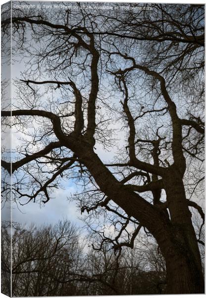 Tree Against the Sky Canvas Print by Tom McPherson