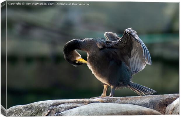 Cormorant on the Rocks Canvas Print by Tom McPherson