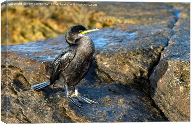 Cormorant at Burghead Harbour Canvas Print by Tom McPherson