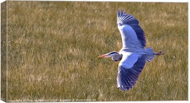 Grey Heron in Flight Canvas Print by Tom McPherson