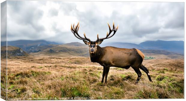A Majestic Stag  in the Cairngorms, Scotland Canvas Print by Tom McPherson