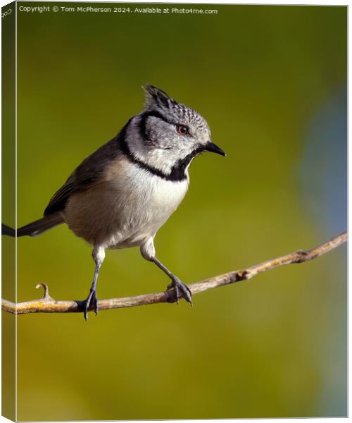 European crested tit Canvas Print by Tom McPherson