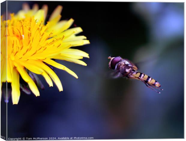 Hoverfly Canvas Print by Tom McPherson