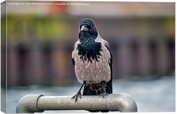 The hooded crow Canvas Print by Tom McPherson