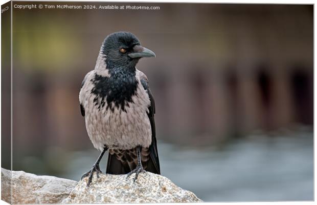 Hooded Crow Canvas Print by Tom McPherson