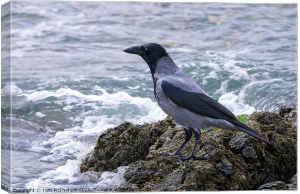 Hooded Crow Looking out to Sea Canvas Print by Tom McPherson