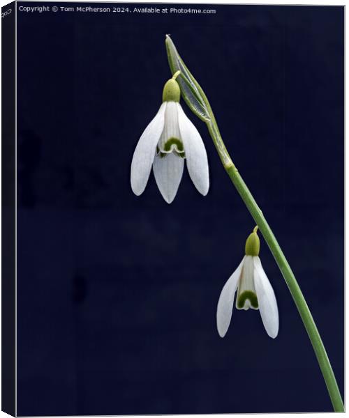 Snowdrop Canvas Print by Tom McPherson