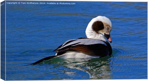 The long-tailed duck  Canvas Print by Tom McPherson