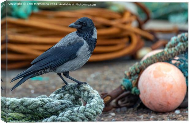 Hooded crow at Burghead harbour Canvas Print by Tom McPherson