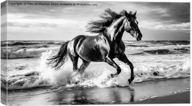 The Stallion Canvas Print by Tom McPherson