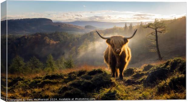 Highland Cow Canvas Print by Tom McPherson