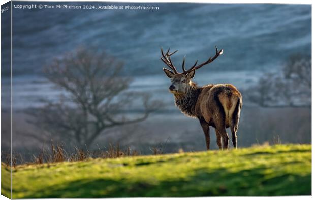 Highland Stag Canvas Print by Tom McPherson