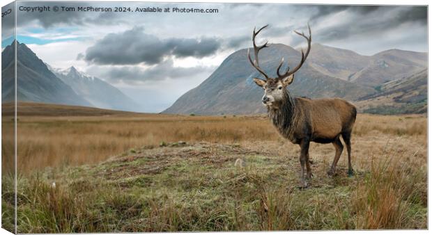 Highland Stag Canvas Print by Tom McPherson