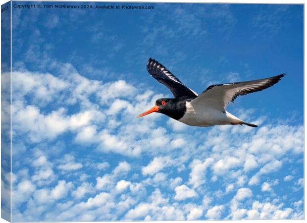 Oystercatcher in Flight Canvas Print by Tom McPherson