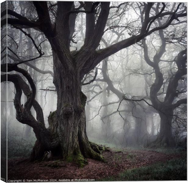 The Old Woods Canvas Print by Tom McPherson