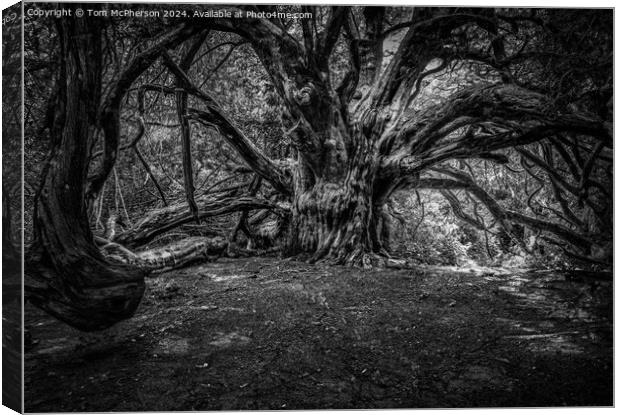 Grandfather Yew Tree, Kingley Vale, Sussex Canvas Print by Tom McPherson