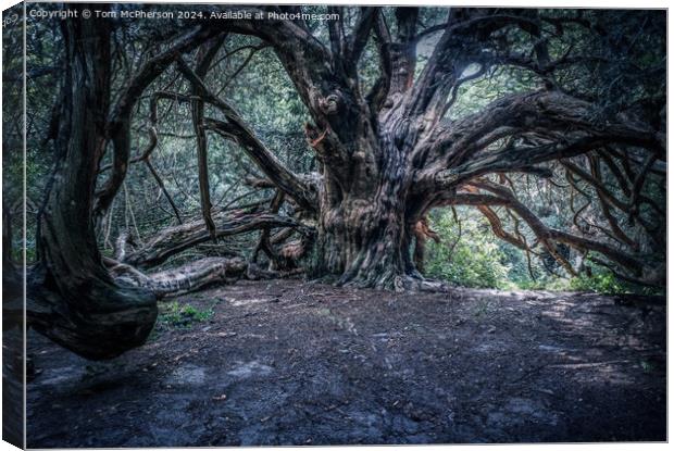Ancient Yew Tree, Kingley Vale Canvas Print by Tom McPherson