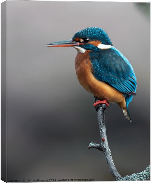 The Kingfisher and the Ladybird Canvas Print by Tom McPherson