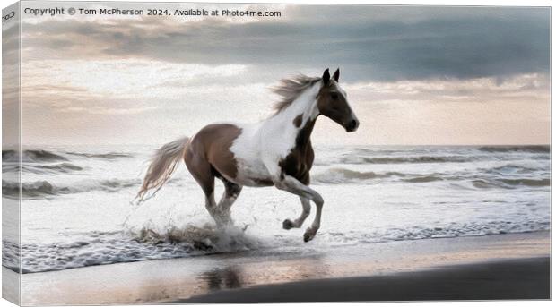 Piebald Horse in Oils Canvas Print by Tom McPherson
