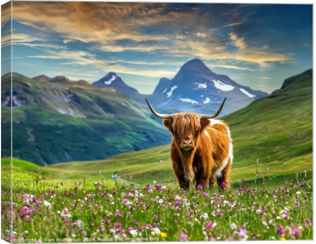The Highland Cow  Canvas Print by Tom McPherson