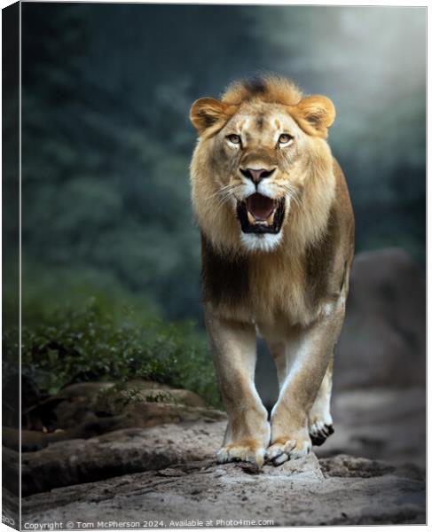Lioness Canvas Print by Tom McPherson