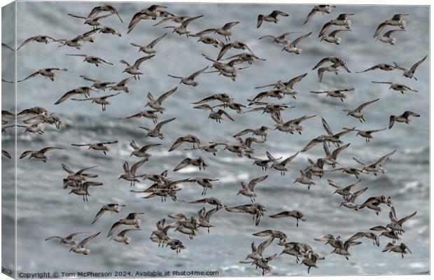 Purple Sandpipers Canvas Print by Tom McPherson