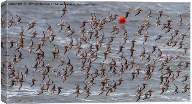 A flock of Purple Sandpipers Canvas Print by Tom McPherson