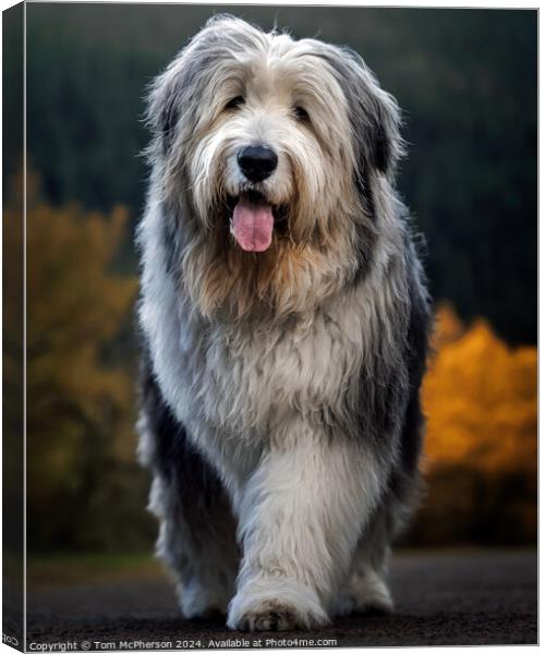The Old English Sheepdog  Canvas Print by Tom McPherson