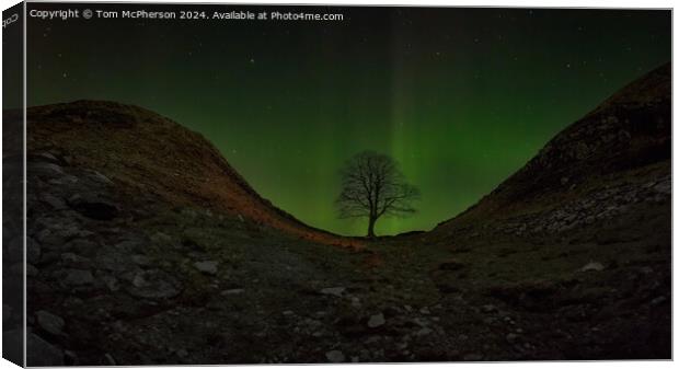 Aurora at the Sycamore Gap tree  Canvas Print by Tom McPherson