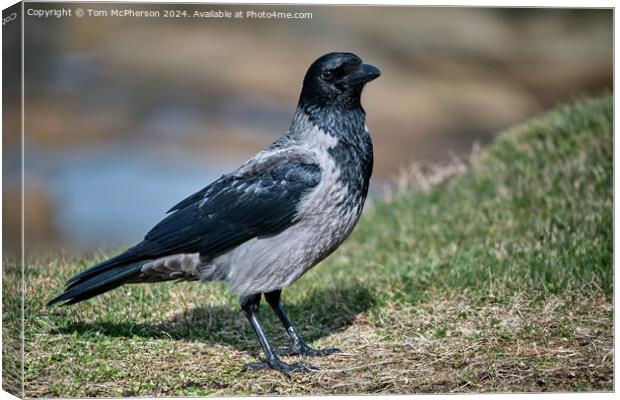 Hooded Crow Canvas Print by Tom McPherson