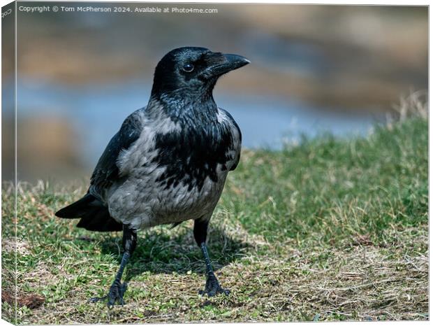 Hooded Crow Canvas Print by Tom McPherson