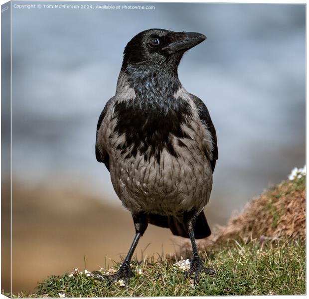 Hooded Crow Canvas Print by Tom McPherson