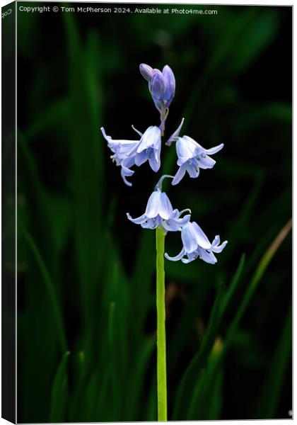 Bluebells Canvas Print by Tom McPherson