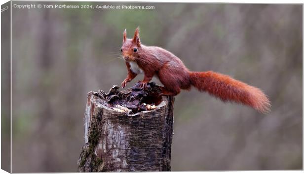The red squirrel Canvas Print by Tom McPherson