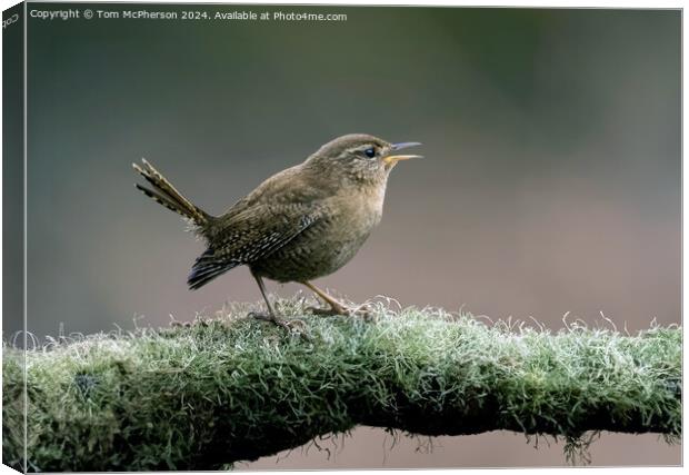 Jenny Wren Canvas Print by Tom McPherson