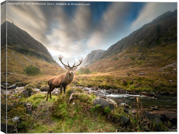 The quintessential 'Monarch of the Glen’  Canvas Print by Tom McPherson