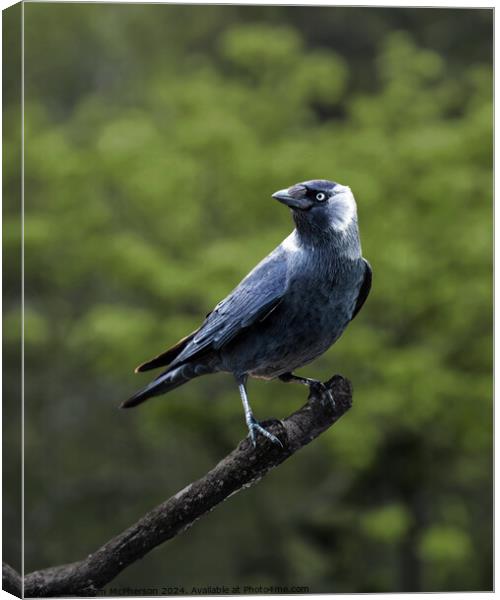 Jackdaw Canvas Print by Tom McPherson