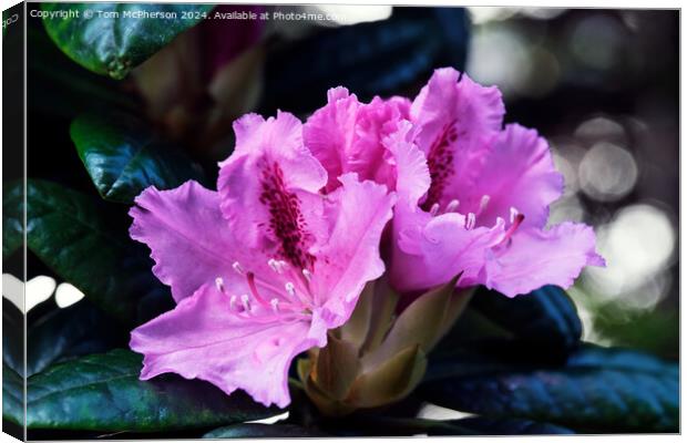 Rhododendron Canvas Print by Tom McPherson